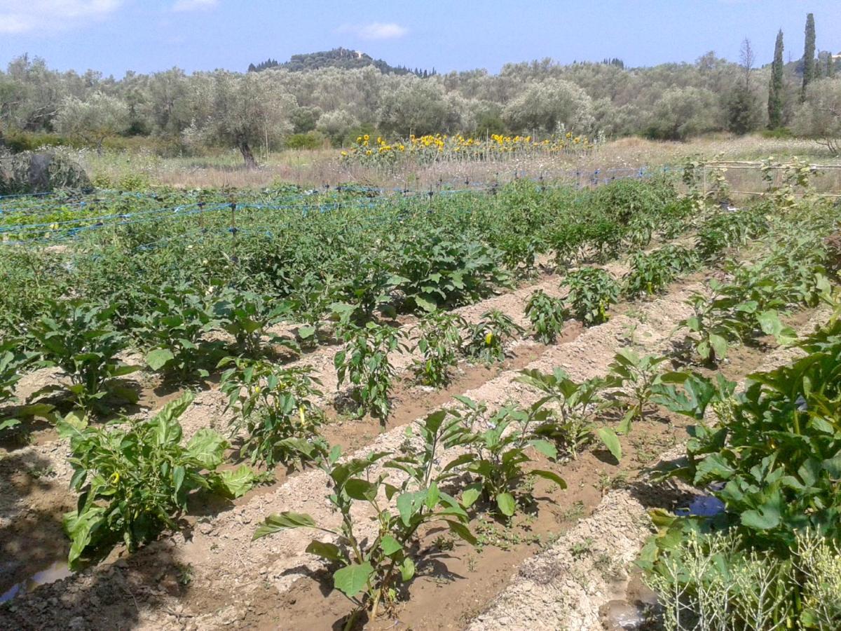 Villa Aroggia Farm Xanthátai Esterno foto