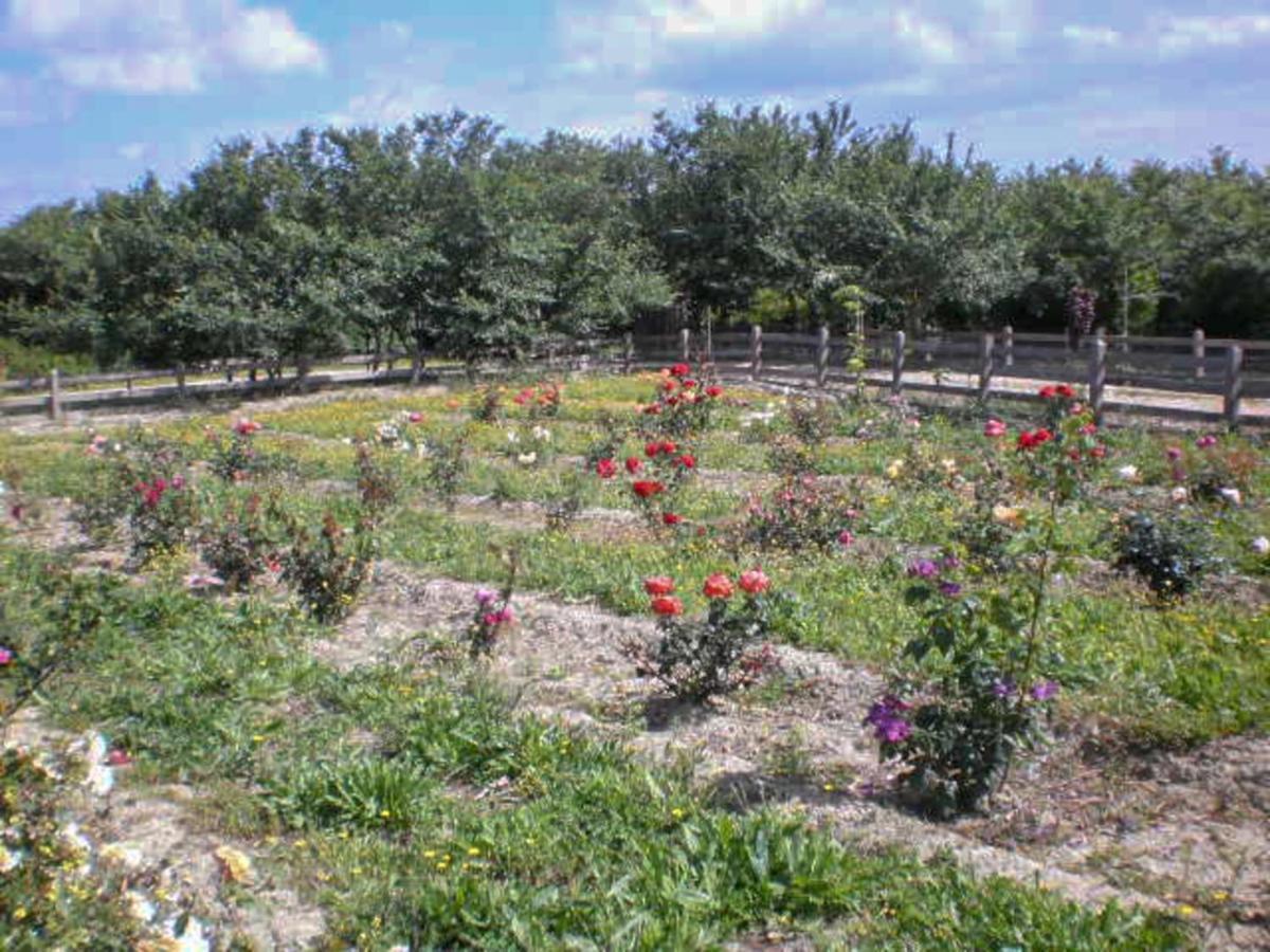 Villa Aroggia Farm Xanthátai Esterno foto